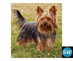 Yorkshire Terrier Puppies For Sale In Dehradun