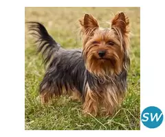 Yorkshire Terrier Puppies For Sale In Dehradun
