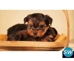 Yorkshire Terrier Puppies For Sale In Dehradun