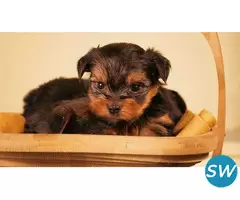 Yorkshire Terrier Puppies For Sale In Dehradun