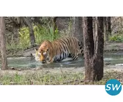 Corbett National Park