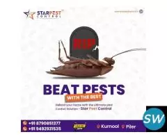 Best Flies and Spider Pest Control