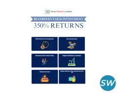 blueberries plants in india - 1