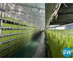 Hydroponic Fodder System for Feeding Livestock