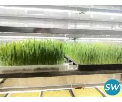 Hydroponic Fodder System for Feeding Livestock