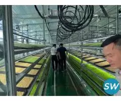 Hydroponic Fodder System for Feeding Livestock