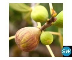Premium Tissue Culture Plants