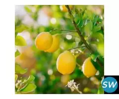 Premium Tissue Culture Plants