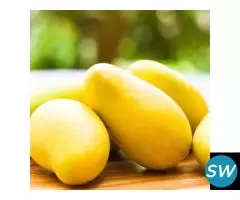 Premium Tissue Culture Plants