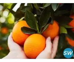 Premium Tissue Culture Plants