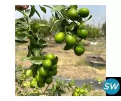 Premium Tissue Culture Plants