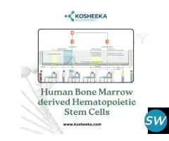 Human Bone Marrow-derived Hematopoietic Stem Cells