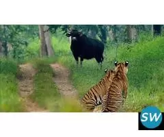 Jungle Safari in Chikkamagalur