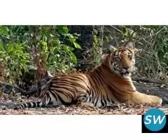 Jungle Safari in Chikkamagalur