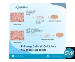 Primary Cells Vs Cell Lines: