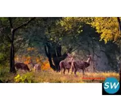 Corbett National  Park Package - 5