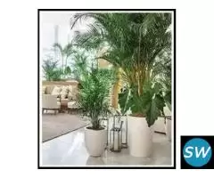 Buy Artificial Tree from No1.