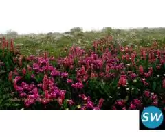 Valley Of Flower By Helicopter - 4