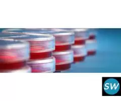 Immortalized Cell Lines: Advancing Cancer Research