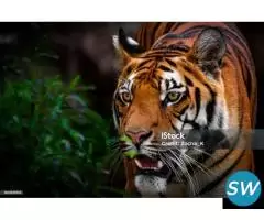 Corbett National  Park - 1