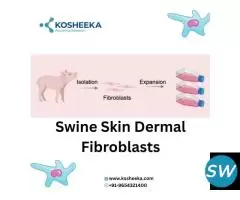 Swine Skin Dermal Fibroblasts - 1