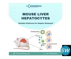 Mouse Liver Hepatocytes