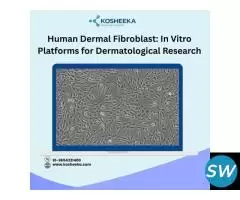 Human Dermal Fibroblast