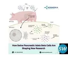 Swine Pancreatic Islets Beta Cells