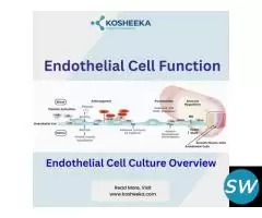Endothelial Cell Culture Overview