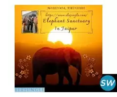 Elephant Sanctuary Jaipur Best Place