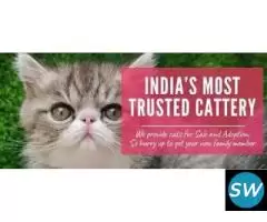 Cats for Sale in Mumbai - MyKitten