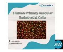 Human Primary Vascular Endothelial Cells
