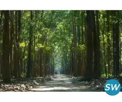 Safari Booking Jim Corbett