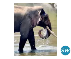 Safari Booking Jim Corbett