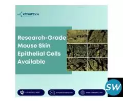 Research-Grade Mouse Skin Epithelial Cells