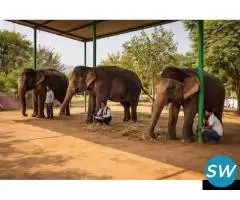 Explore Best Elephant Sanctuary in Jaipur