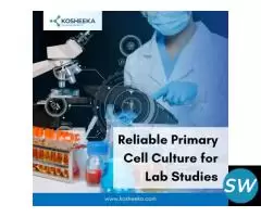 Reliable Primary Cell Culture for Lab Studies