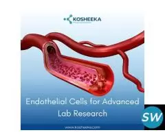 Studying Endothelial Dysfunction in Research