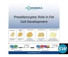Preadipocytes: Role in Fat Cell Development