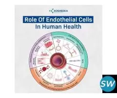 Role of Endothelial Cells in Human Health