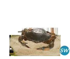 Crab fattening box