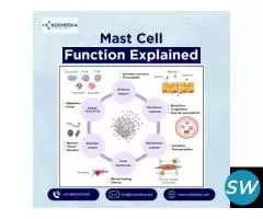 Mast Cell Function Explained