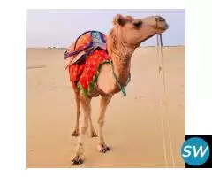 Golden Triangle Rajasthan Tour