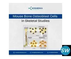 Mouse Bone Osteoblast Cells in Skeletal Studies