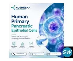 Human Primary Pancreatic Epithelial Cells