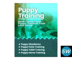 Puppy Training in Bangalore - Mr n Mrs Pet - 1