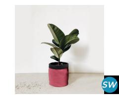 Floor Planters in India at the Best Price