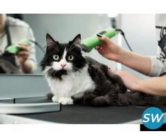 Dog Training and Cat Training Services - 2