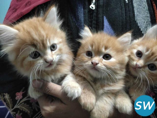 Persian Cat Breeders in Delhi - 1