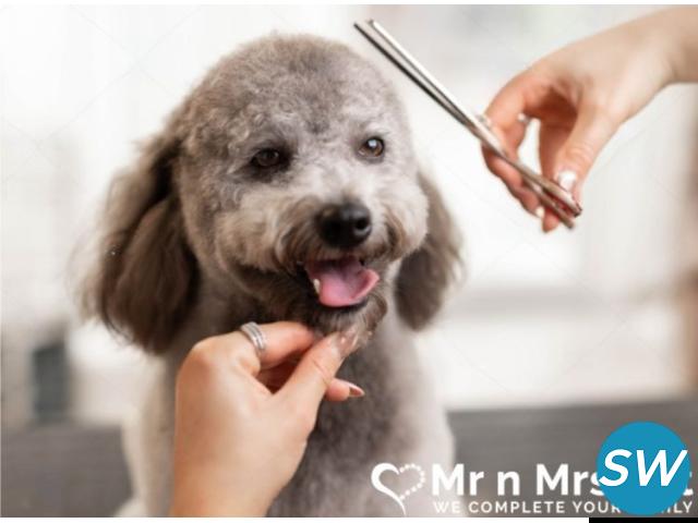 Professional Dog Groomers in Chennai - 1